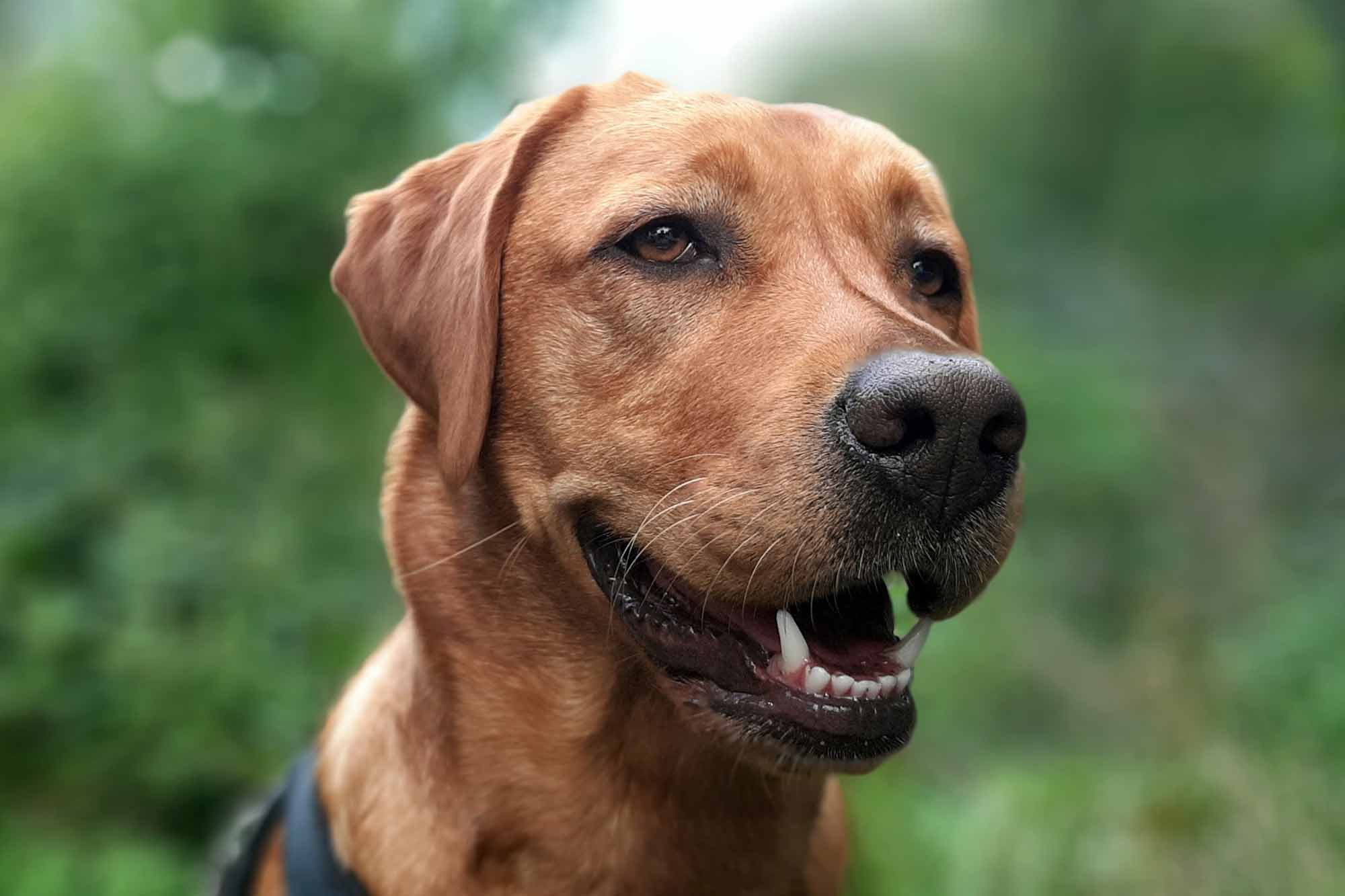 BARFEN: Wie du deinem Haustier eine gesunde Ernährung bietest
