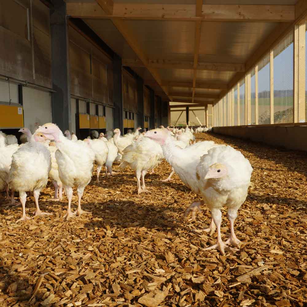 Puten im Wintergarten mit Morgensonne